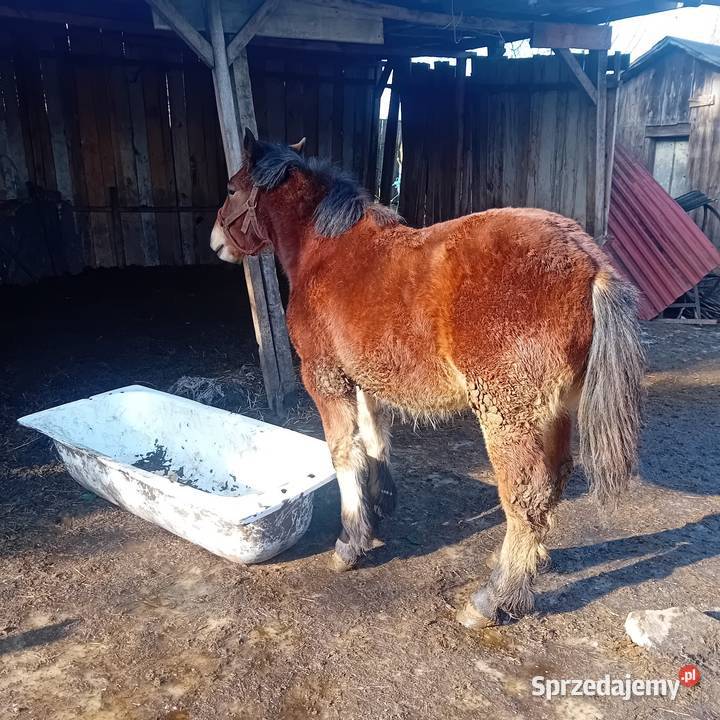 Żrebica 9 miesięcy Zwierzęta lubelskie Chełm