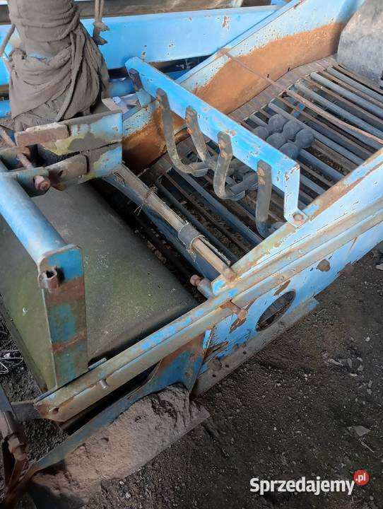 Kombajn do cebuli ziemniaków selerów Bolko Witonia