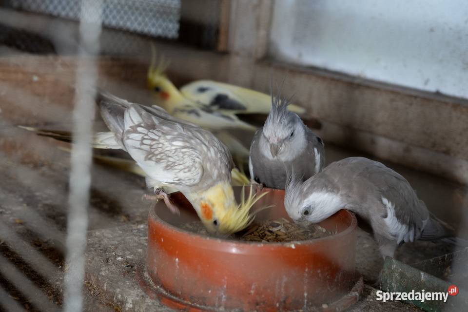 Papugi Nimfy Chmielnik