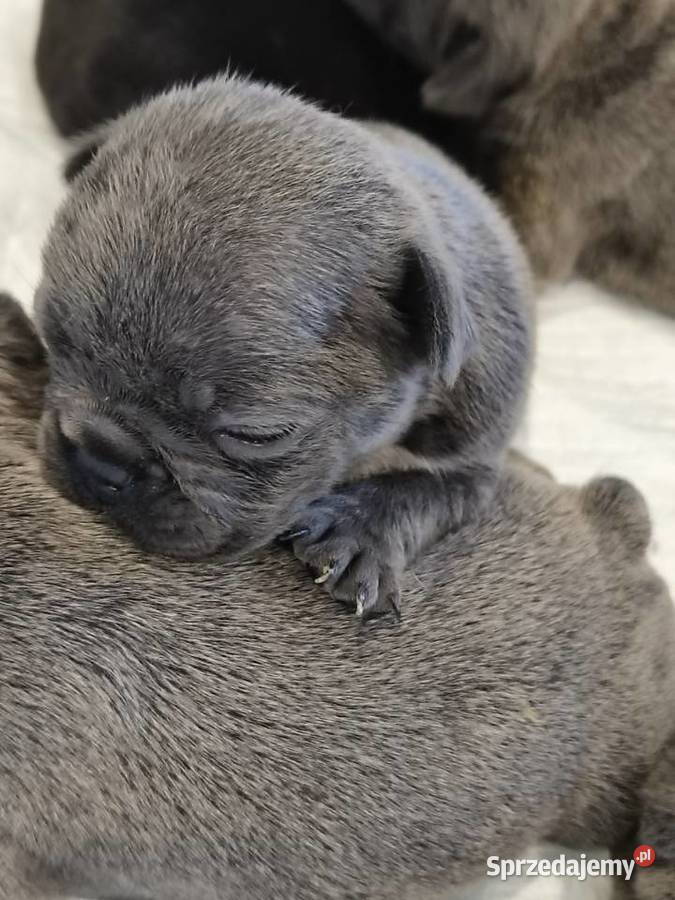 Buldogi francuskie niebieskie Zwierzęta Bartoszyce