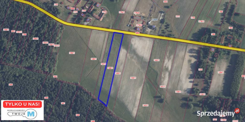 Działka 8000m2 Kluczewsko Sprzedaż