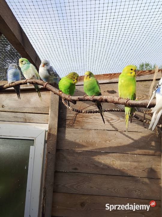 Papugi faliste Stara Huta