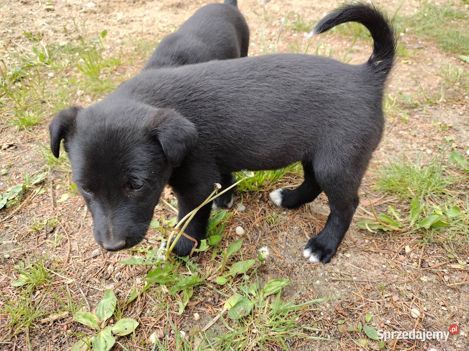 Pieski Szczeniaki Rasowe Białystok