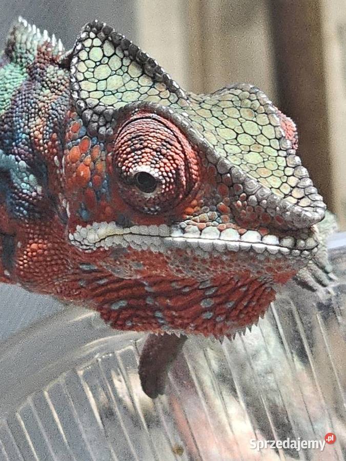 Kameleon lamparci Kraków