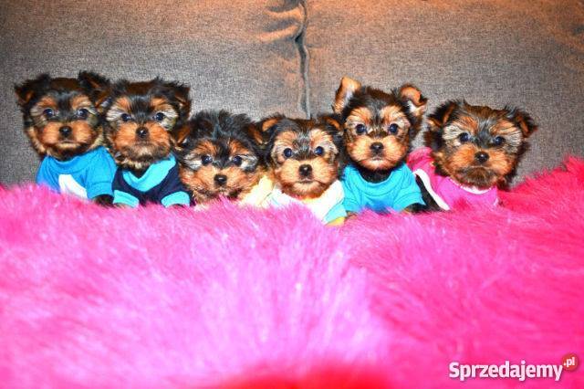 Sprzedam piękne YORKI kujawsko-pomorskie Toruń