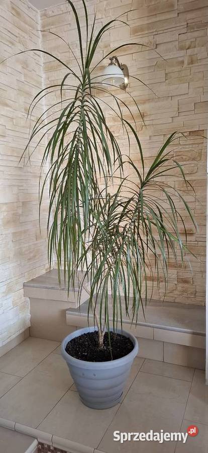 Dracena roślina w doniczce zachodniopomorskie Goleniów
