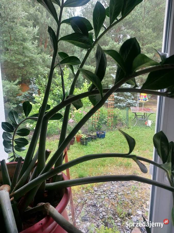 Donica z skrzydlokwiatem