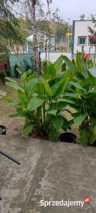 Kanna czerwona mazowieckie Komornica