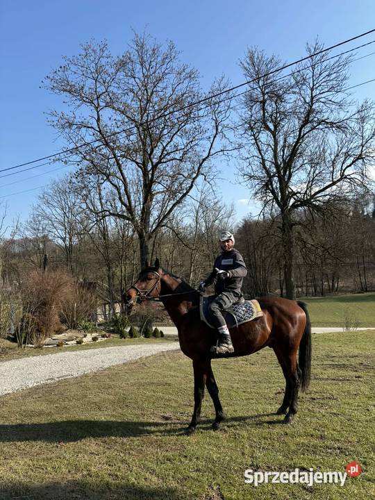 Sprzedam Dębowa