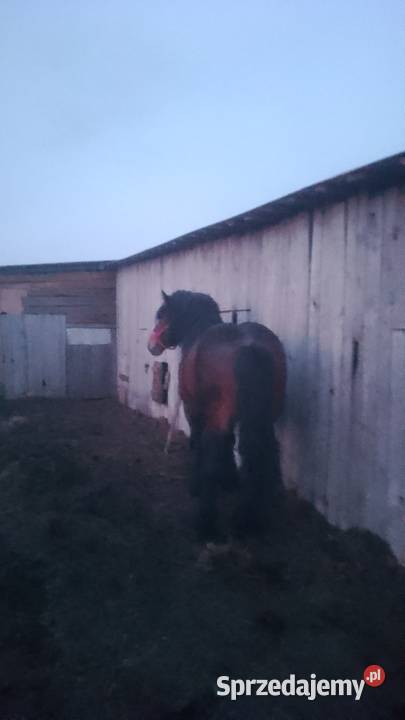 Sprzedam ogiera zimnokwistego mazowieckie sprzedam