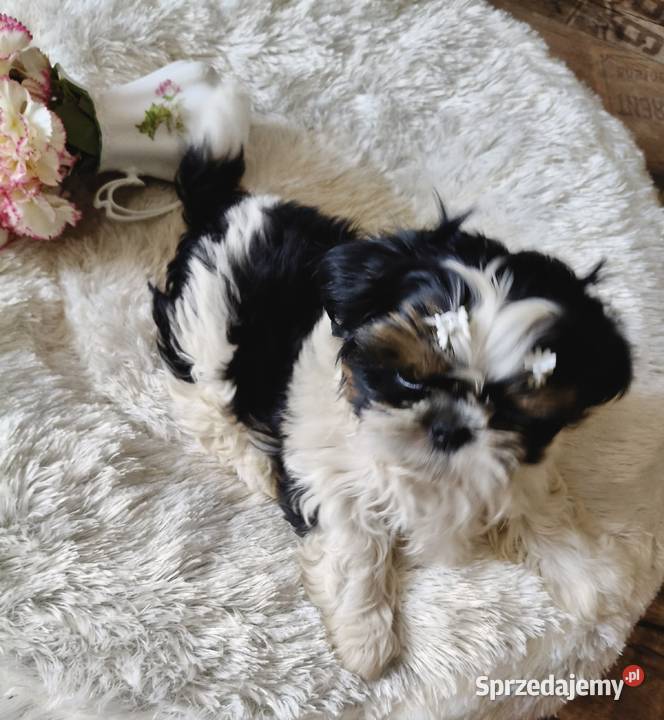 Shih tzu piesek FCI