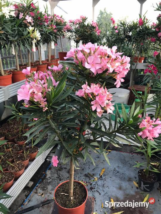 Oleander na pniu kwitnące małopolskie Brzeźnica