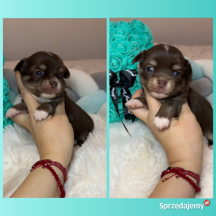 Chihuahua mini piesek czekoladowy długowłosy łódzkie Bełchatów sprzedam
