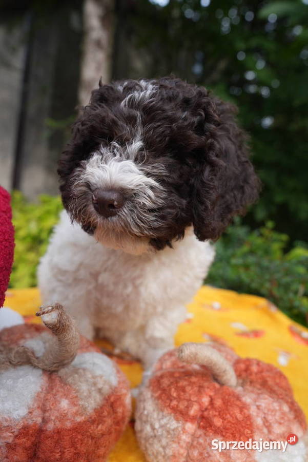 szczeniak Hiszpański Pias Dowodny Grabówka