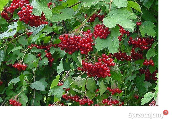 Kalina Koralowa sadzonki Dom i Ogród Jasło