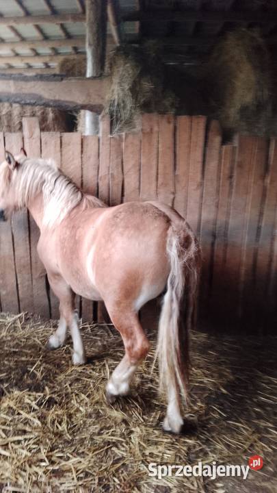 Sprzedam zrebice zimnokwista mazowieckie Gąbin