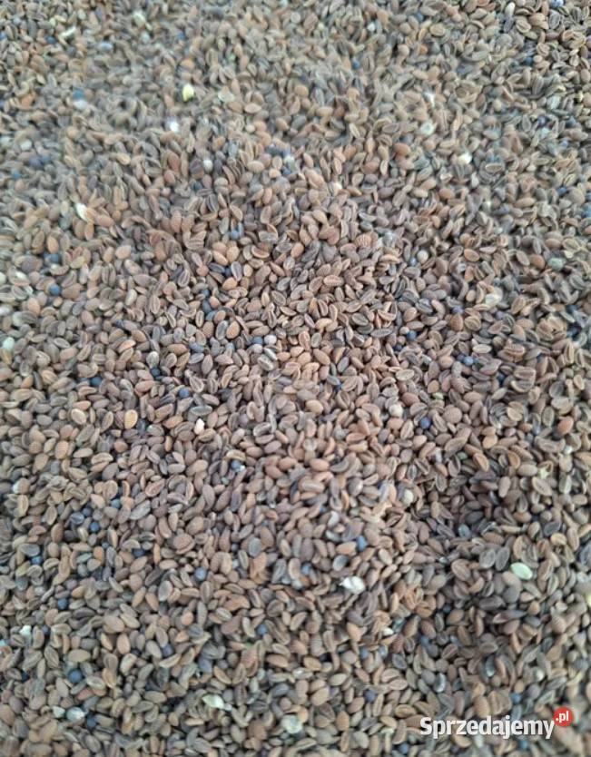 Facelia błękitna sprzedam