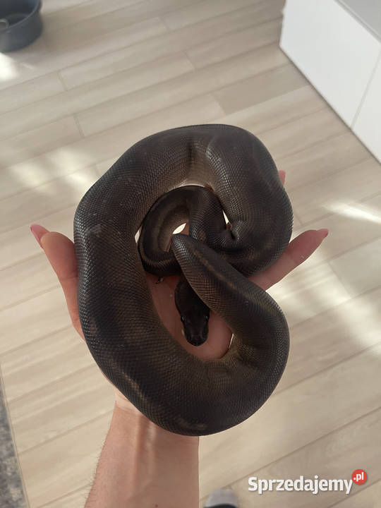 Python Regius Samica Black Head Black Pastel GHI