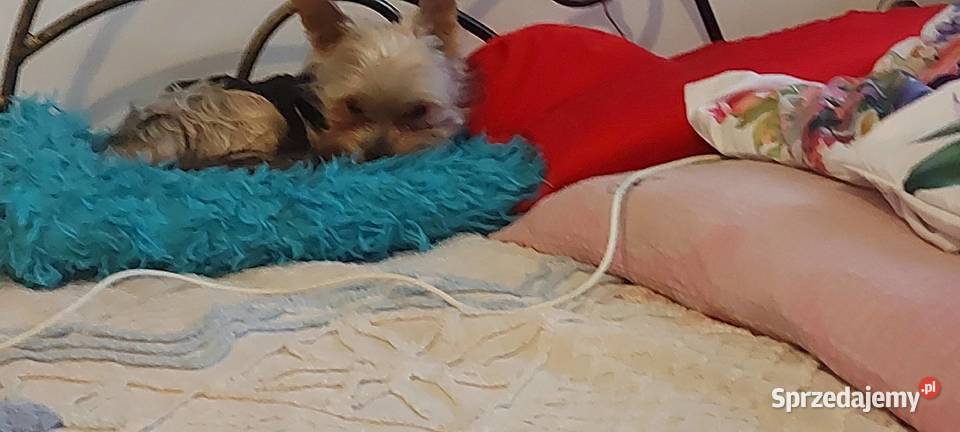 YORKSHIRE TERRIER REPRODUKTOR Z RODOWODEM FCI małopolskie Kraków