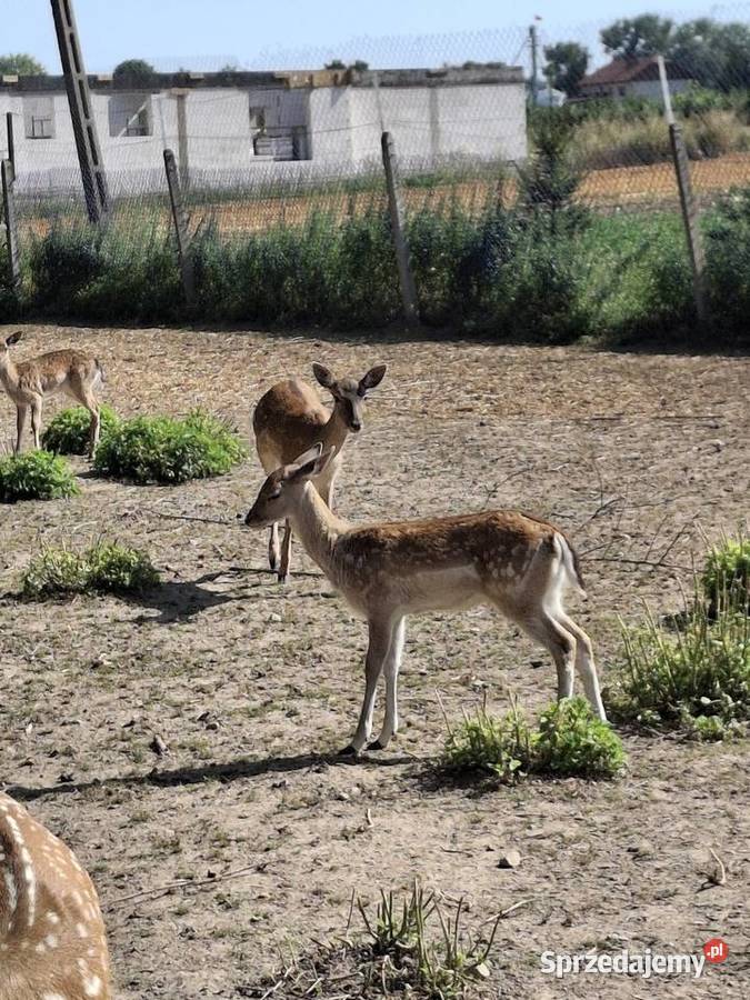 młode daniele lubelskie Góra
