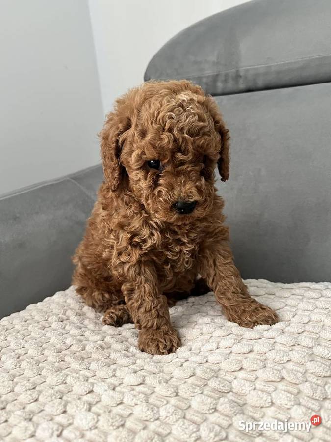 Pudel toy chłopcy Olsztyn