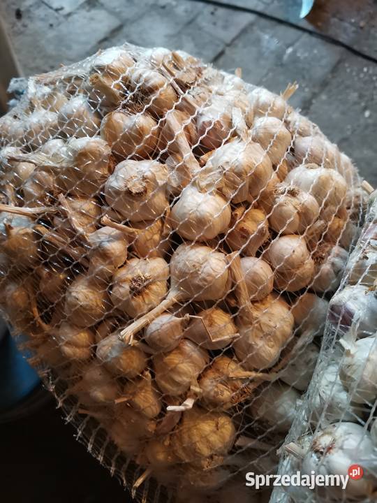 Czosnek Jarus Do sadzenia świętokrzyskie Dwikozy