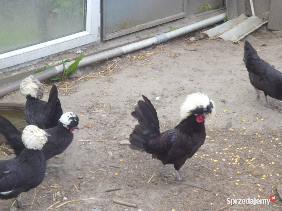 Sprzedam jaja lęgowe czubatka Gniewoszów