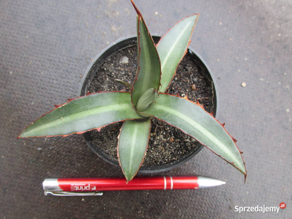 Mrozoodporna agawa do 15C agave lophantha