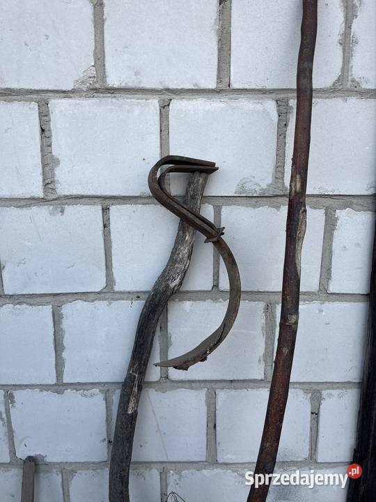 Ząb unia Grudziądz nieuszkodzony Potok Górny