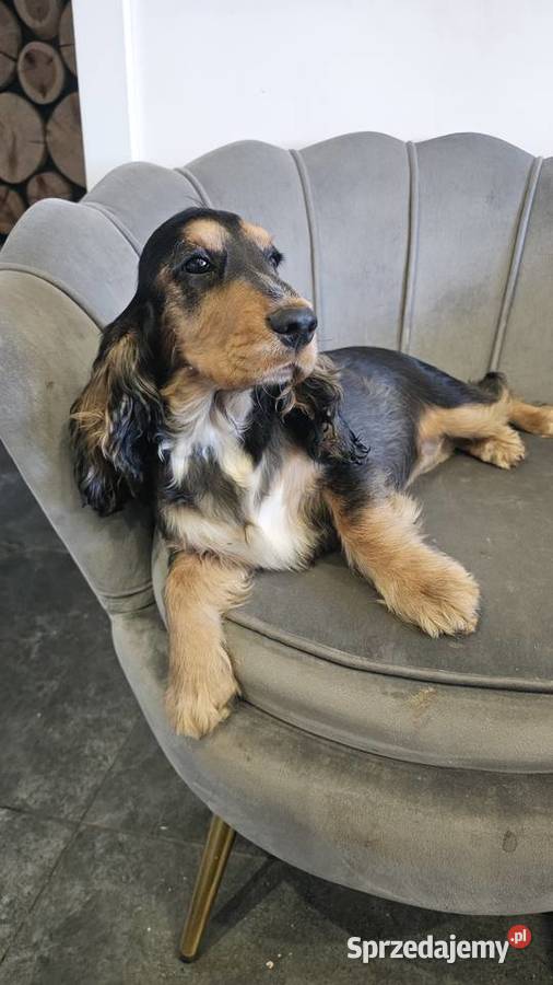 Cocker spaniel angielski Jasienie