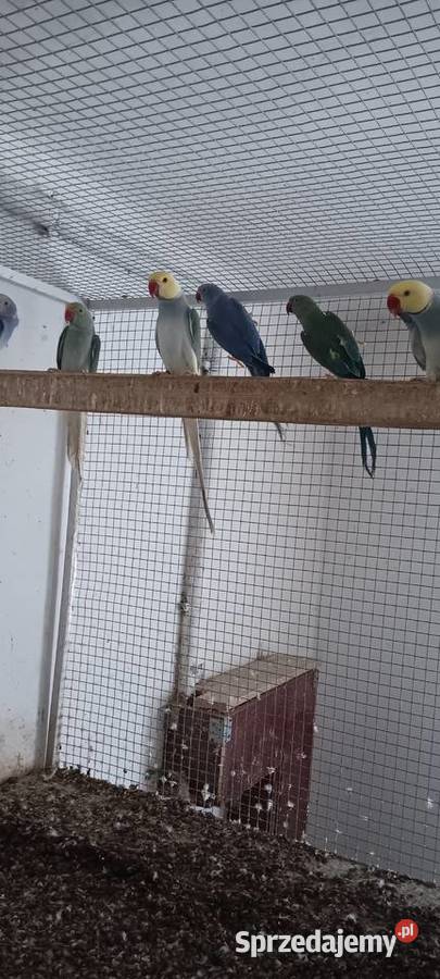 Aleksandretty obrożne lęgowe samice i samce sprzedam