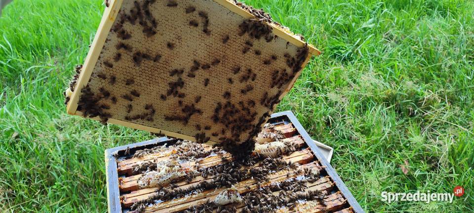 ODKŁAD ODKŁADY PSZCZELE RODZINY REZEWACJE na Kraków