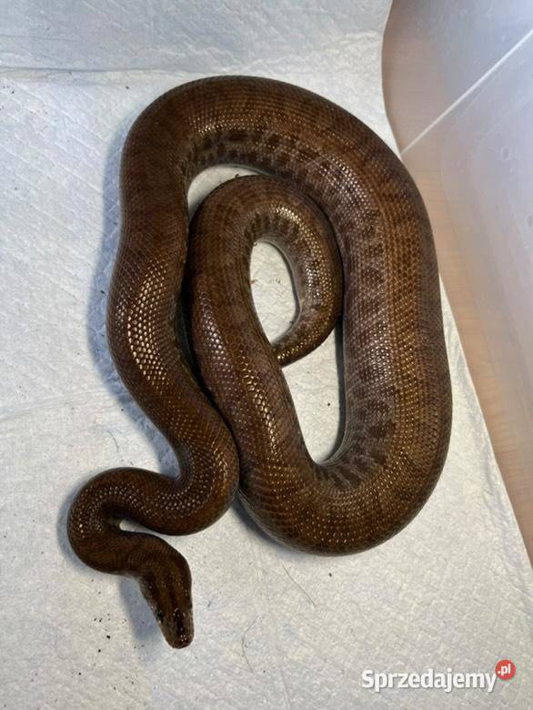 Boa Tęczowe Kolumbijskie Radom