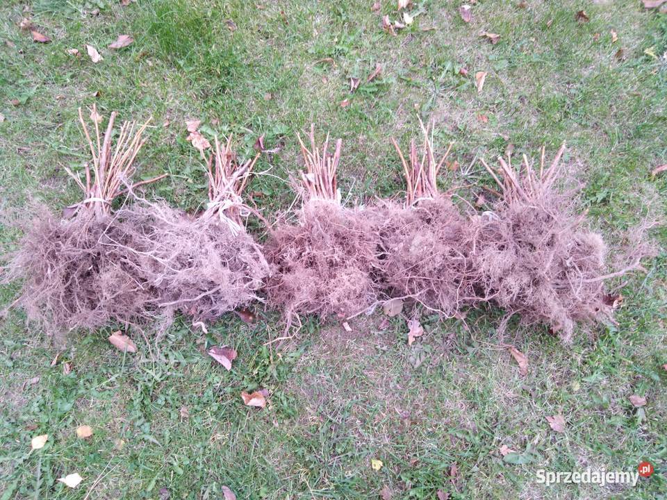 Sadzonki maliny Glen Ample i Polana Spławy Drugie