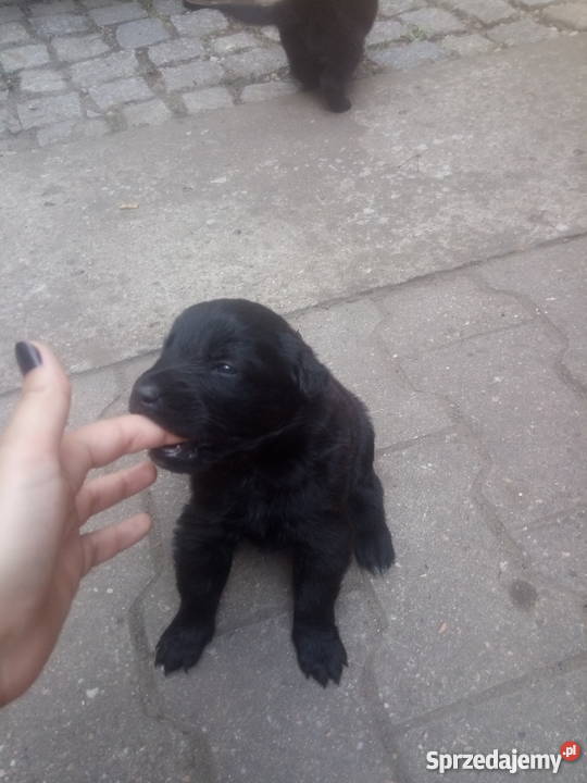 Owczarek Belgijski Groenendael Wrocław sprzedam