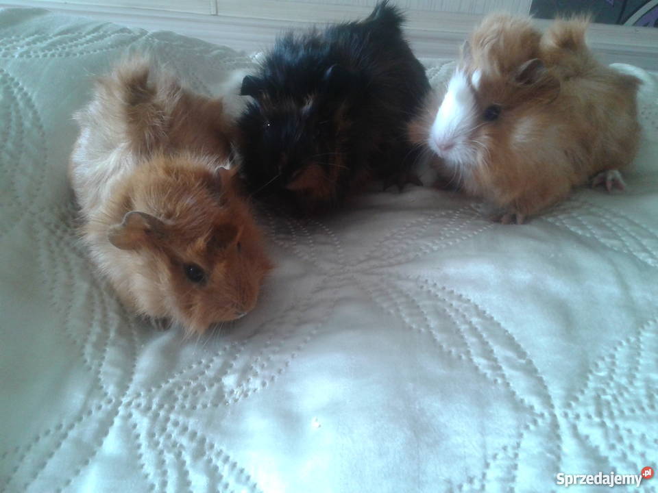 młode świnki morskie Kraków