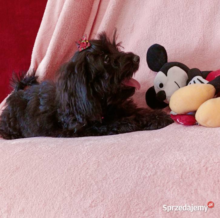 Cockapoo Suczka Czernichów