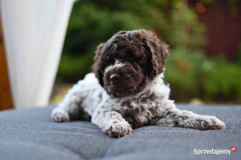 Lagotto Romagnolo FCI śląskie Rybnik sprzedam