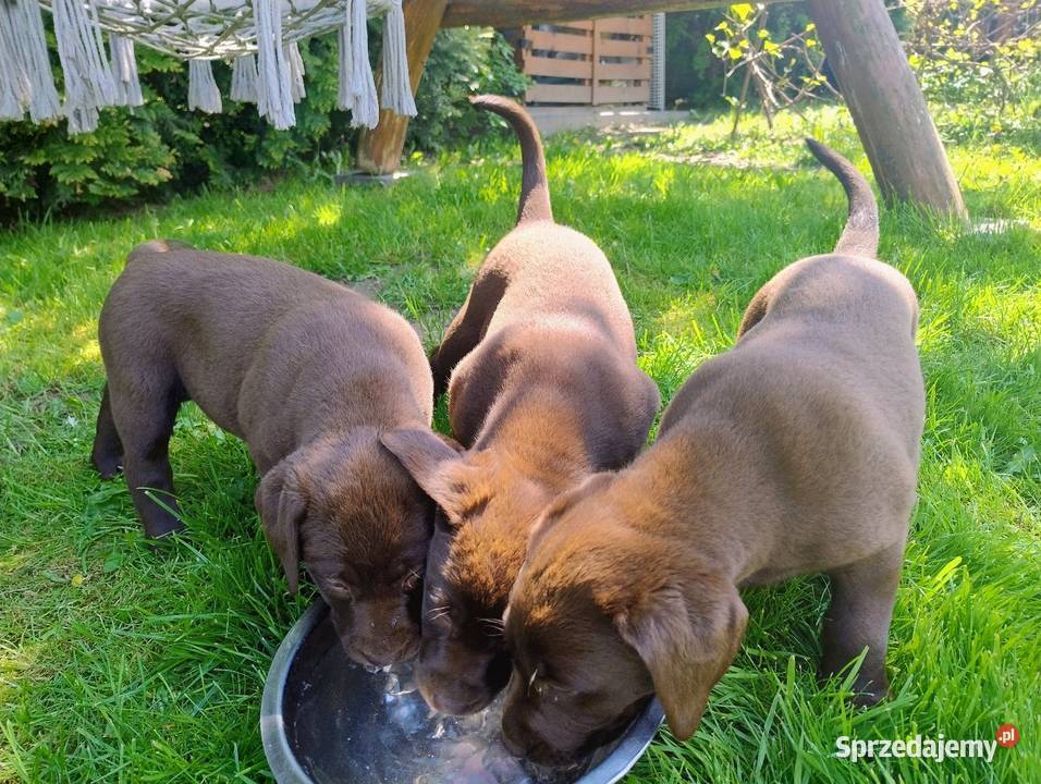 Labrador retriever szczenięta Labrador Niedośpielin