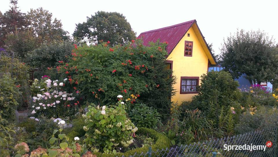 Sprzedam działkę ogrodową w ROD Dolnoślązak Pozostałe Lubin