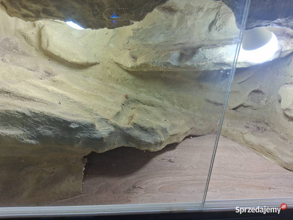 Terrarium Gekona 80x40x40 Pustynne Sławków