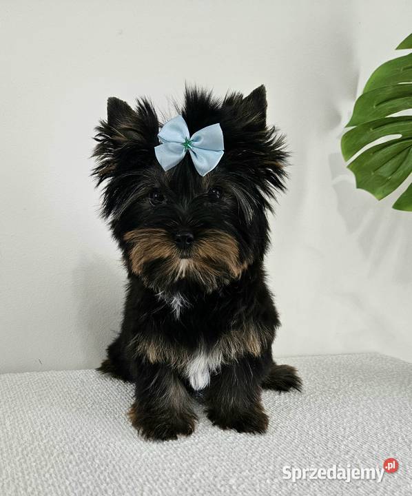 Śliczny York Do Odbioru Z kompletem dokumentów Brzeg