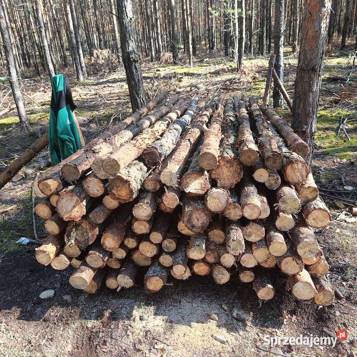 Stemple budowlane słupki Świeżo cięte nowe Lubin