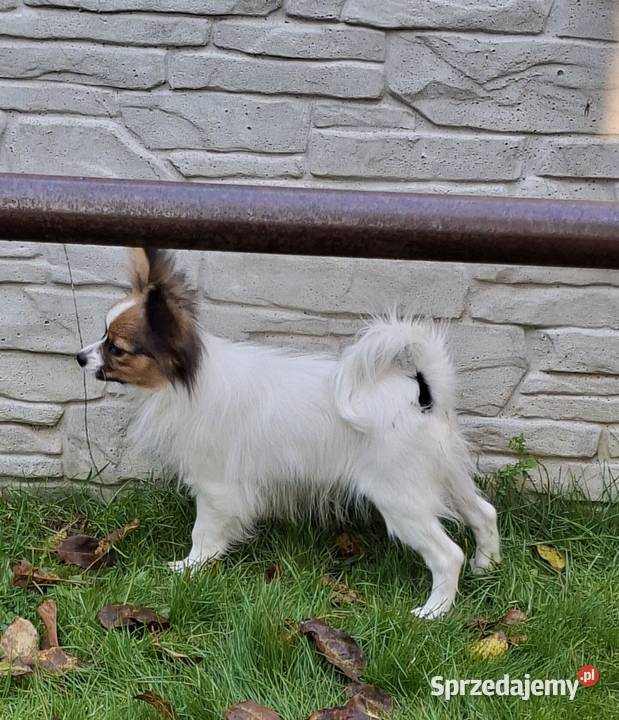 Piesek Papillon FCI ZKwP mazowieckie Łomianki
