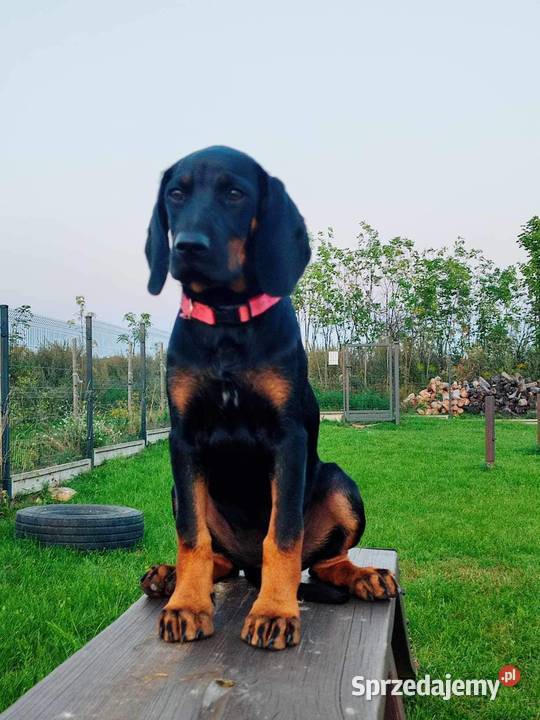 Sprzedam suczkę Polski Gonczy Hodowla Leśne Siewierz