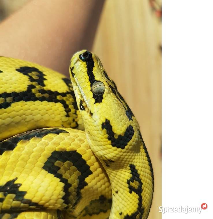 Pyton Dywanowy Morelia Spilota Jungle Jaguar Warszawa