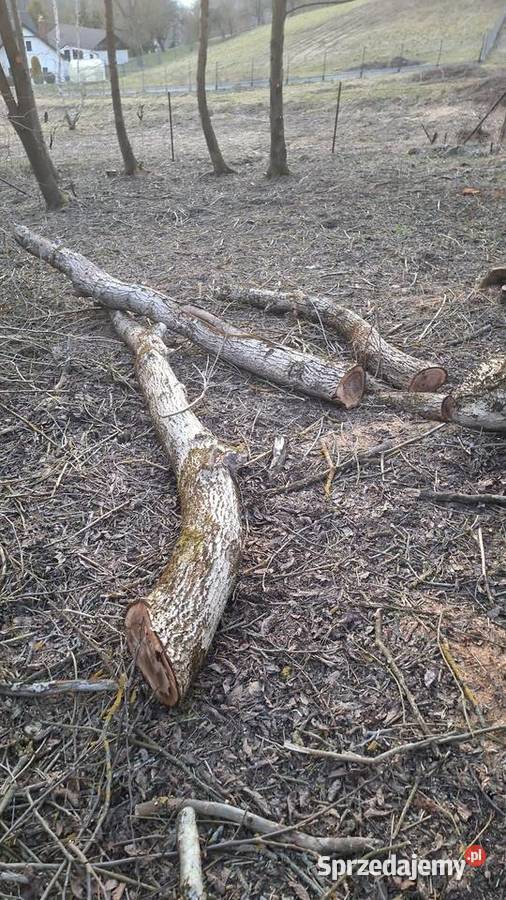 Orzrch włoski kłody Tarnów