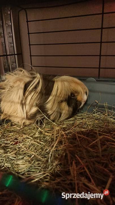 Świnka morska samiczka pół roczna Gryzonie Warszawa