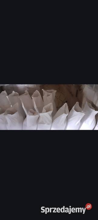 Pszenica jara przewdka Bereżnica sprzedam