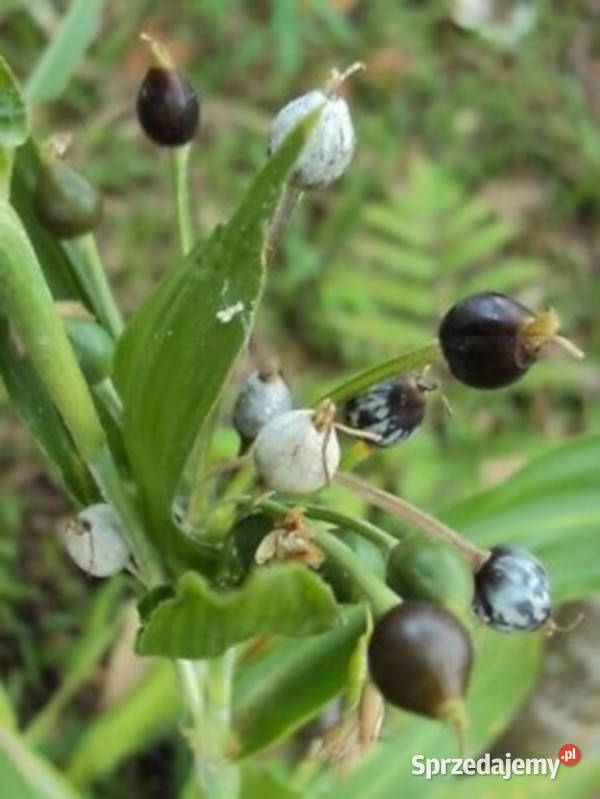 ŁZAWNICA OGRODOWA Oix lacrymajobi NASIONA 100g kujawsko-pomorskie Lubanie